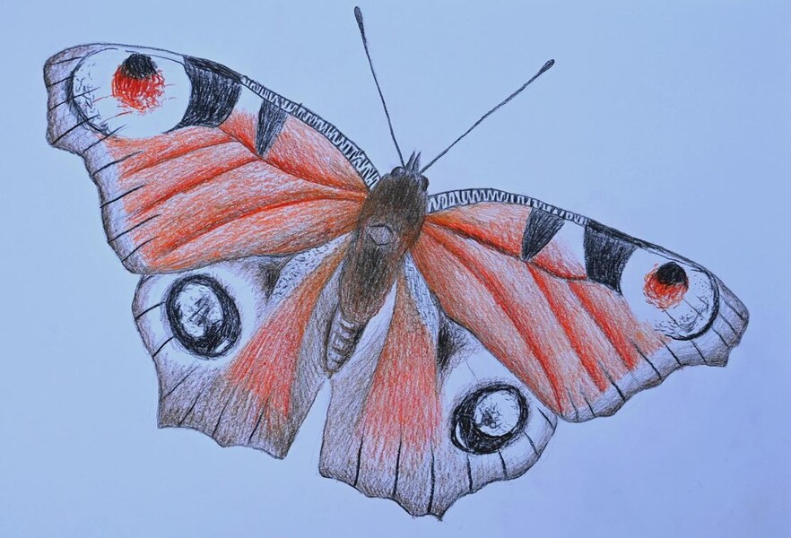 Motýl / Butterfly