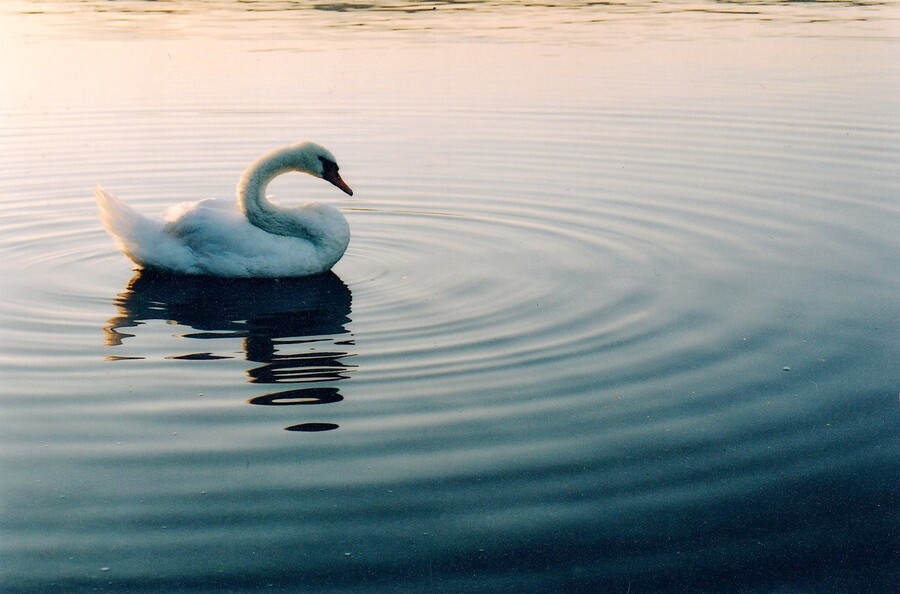 Labuť / Swan