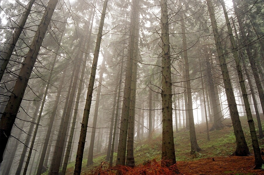 Smrkový les / Spruce wood