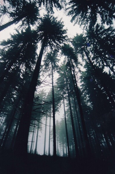 Smrkový les v Beskydech