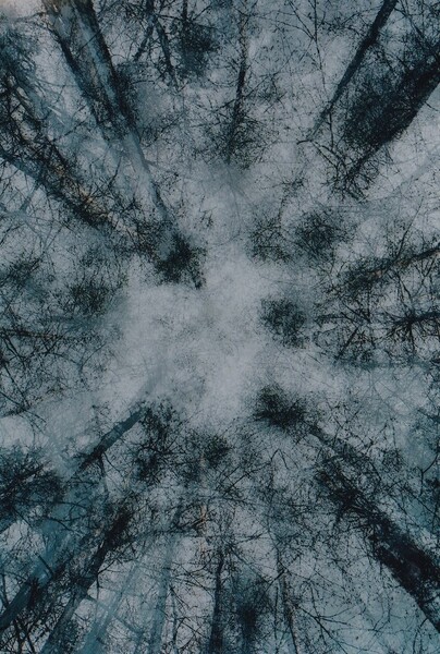 Koruny modřínů / Treetops of larches